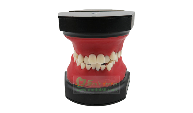 TM-B11 Typodont
